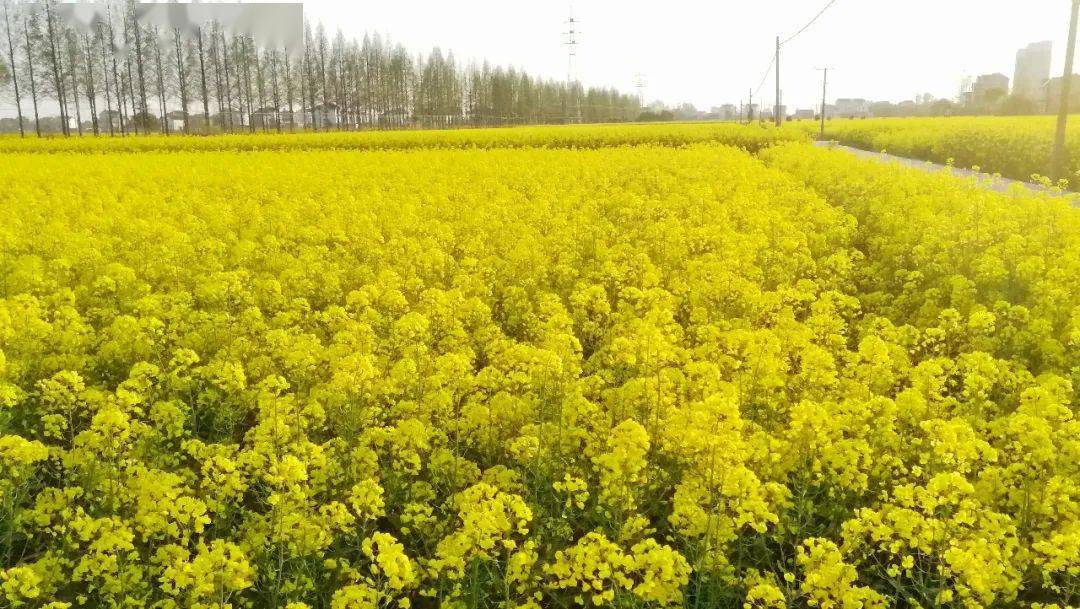 湖北最美油菜花海在哪儿?