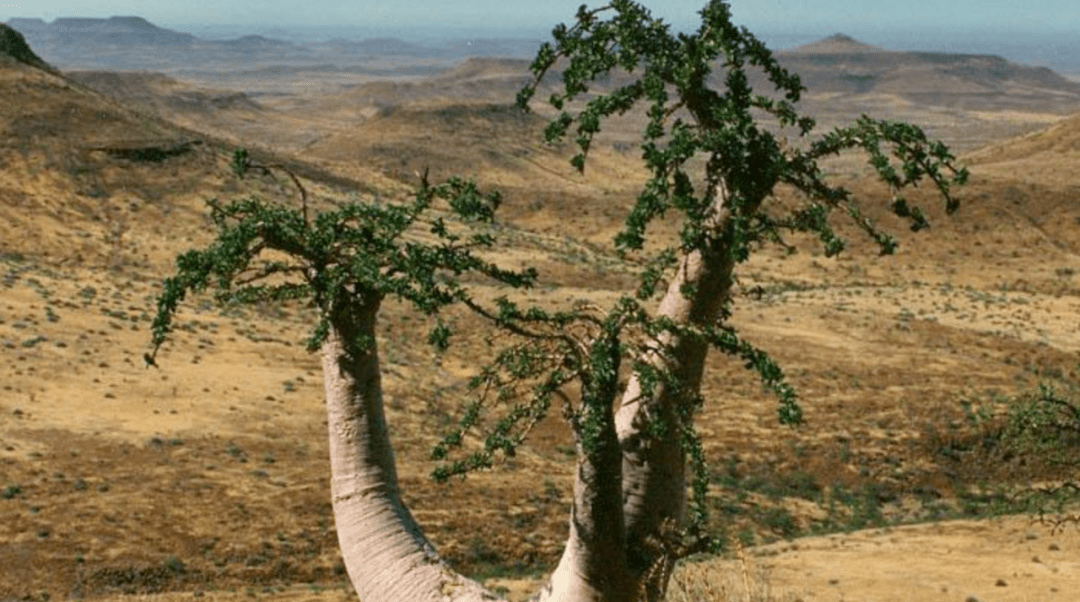 物种日历 | 棒槌树属 pachypodium lealii 利亚棒槌