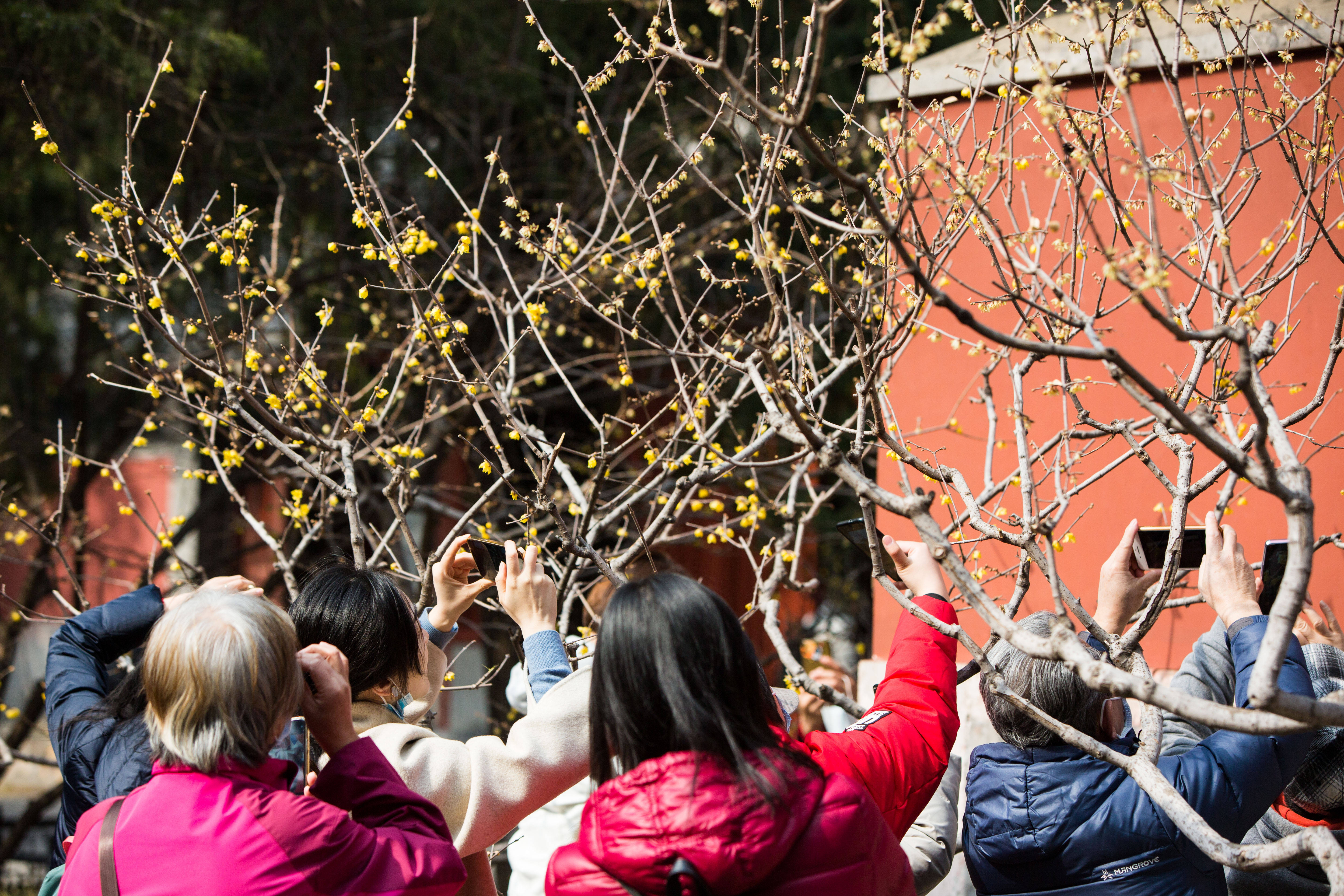 2月27日,游人在北京卧佛寺观赏腊梅.