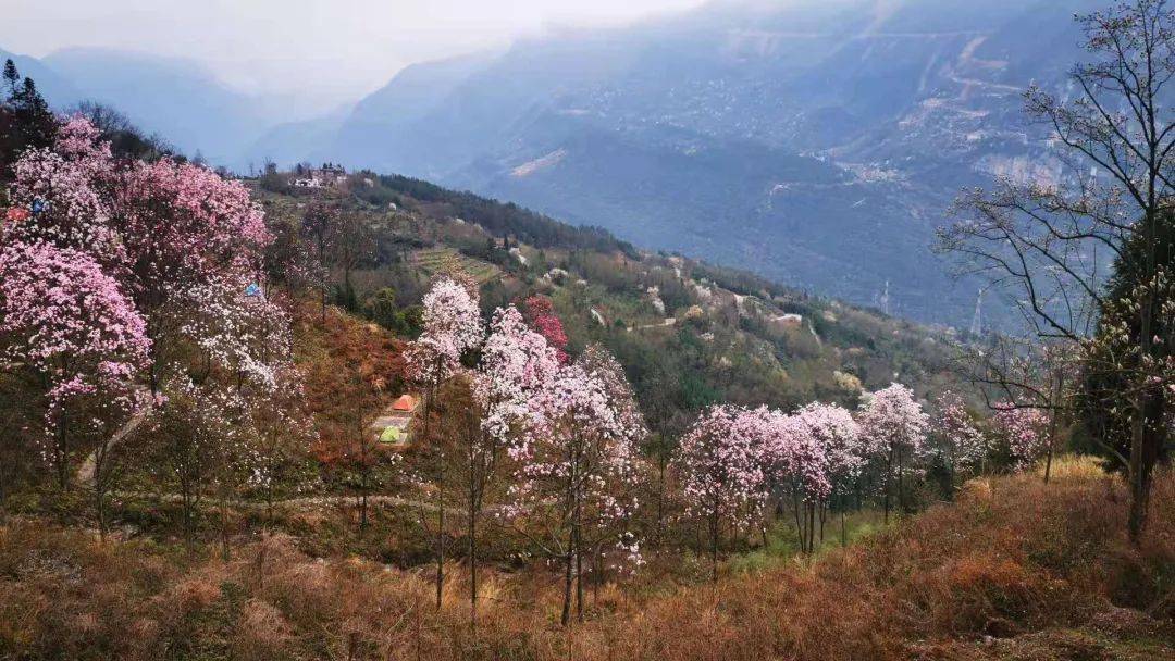 缤纷的花枝 宛如一幅山水油画 北川药王谷 九皇山花溪景 此时的辛夷花