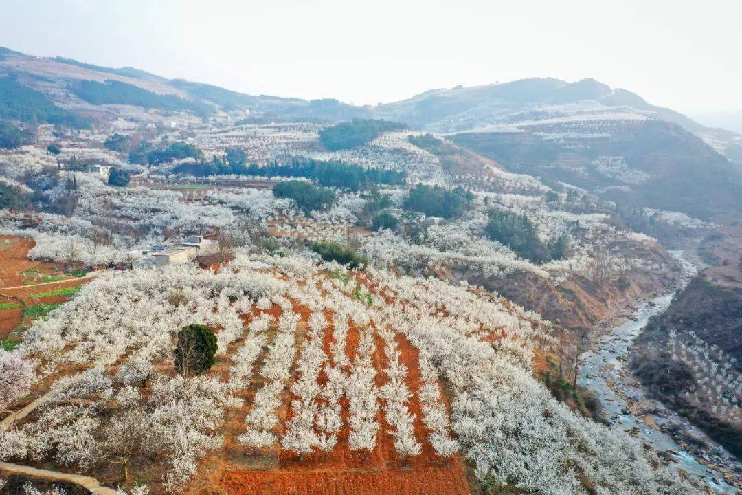 龙街赏春等你来!樱桃花海映"红"乡村振兴路_龙河村