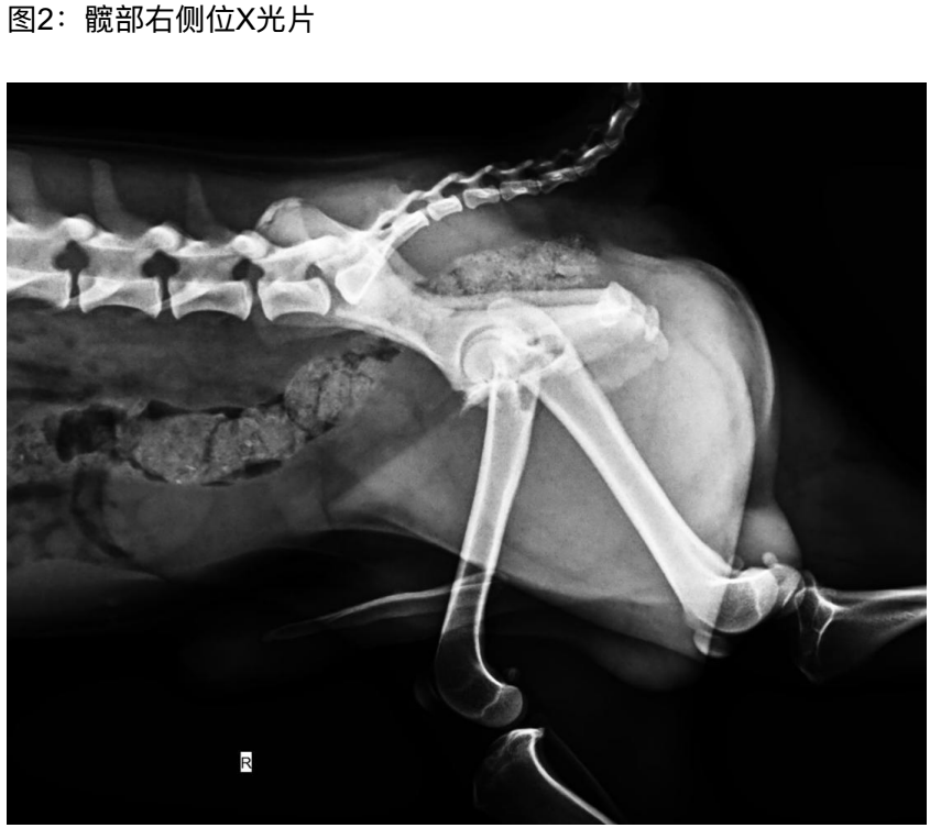 髂骨体骨板该如何放置?——一例犬病患的背侧面骨板应用