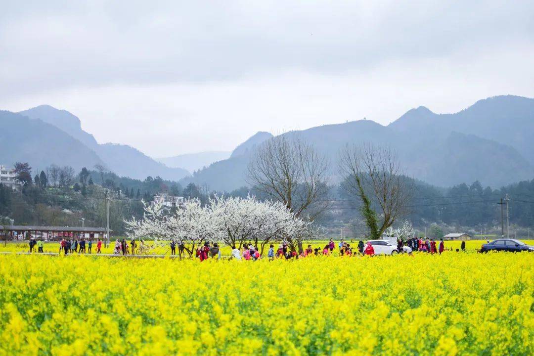 开阳十里画廊,万峰林,龙宫.贵州这些油菜花海,你去过吗?