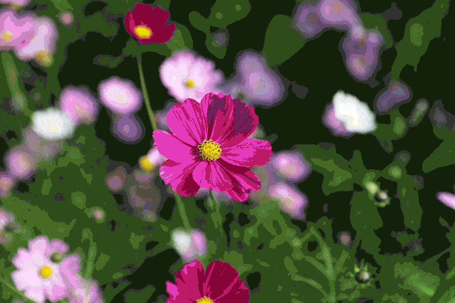 各色鲜艳的小花  或是随风摇曳  或是沐浴着暖阳  姿态迷人  菊花