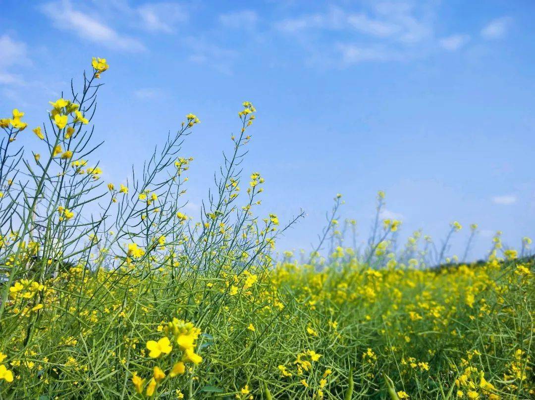 图说琼海:油菜花,香飘龙寿洋!