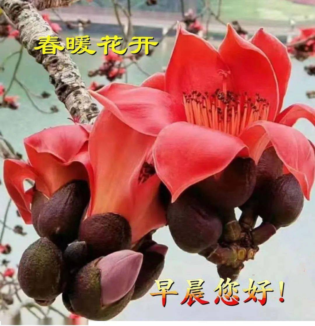 早上好问候语表情美女图片早上好问候语暖心句子