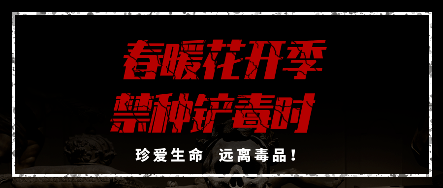 【禁毒专栏】珍爱生命,远离毒品!禁种铲毒宣传视频请扩散!