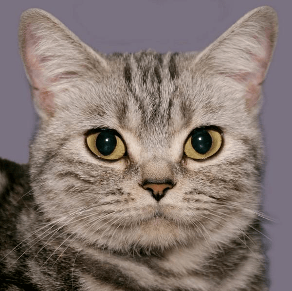 top10—英国短毛猫