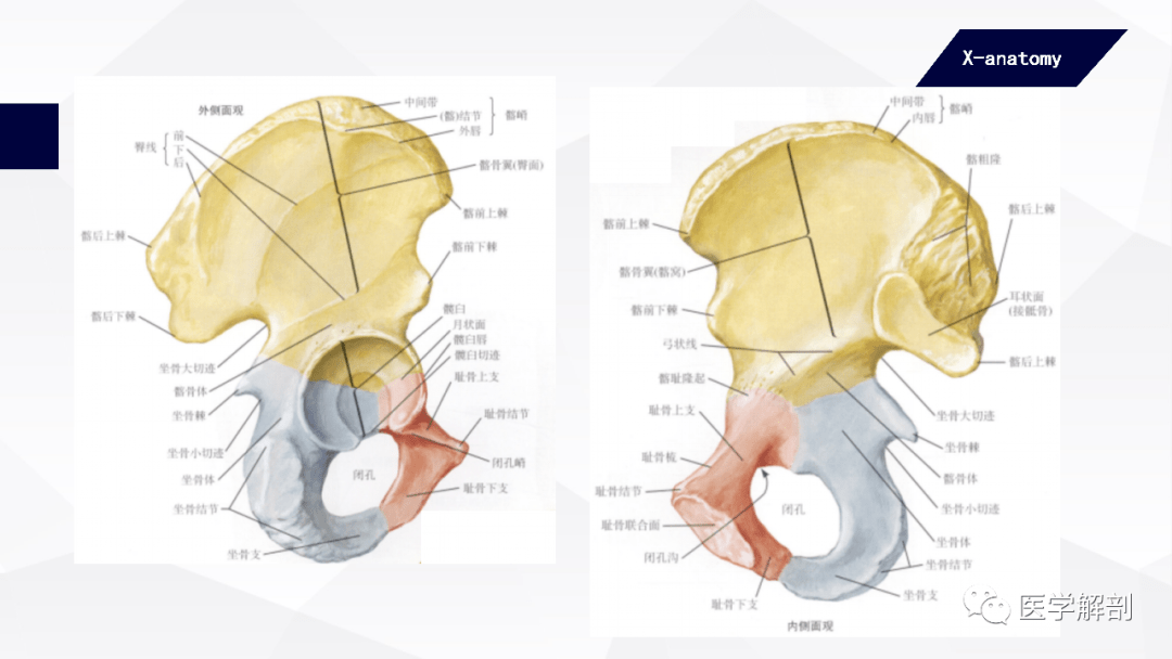 人体解剖学:附肢骨及其连结-下肢骨