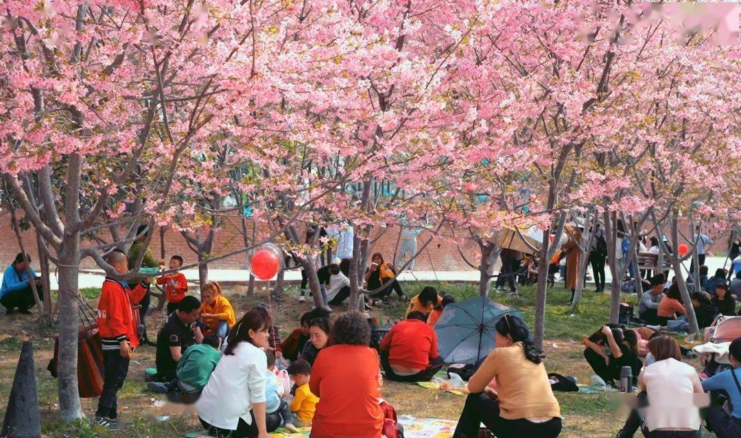 赏花踏青当此时,繁花似锦笑靥生 || 春光正好,你想要的绵阳赏花攻略都