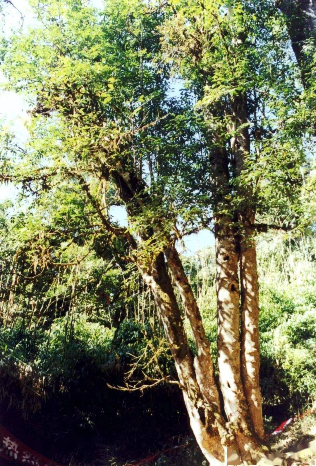 巴达山地,北连西定山地,南与打洛镇毗邻,东北是勐遮坝子,东南是勐冈山