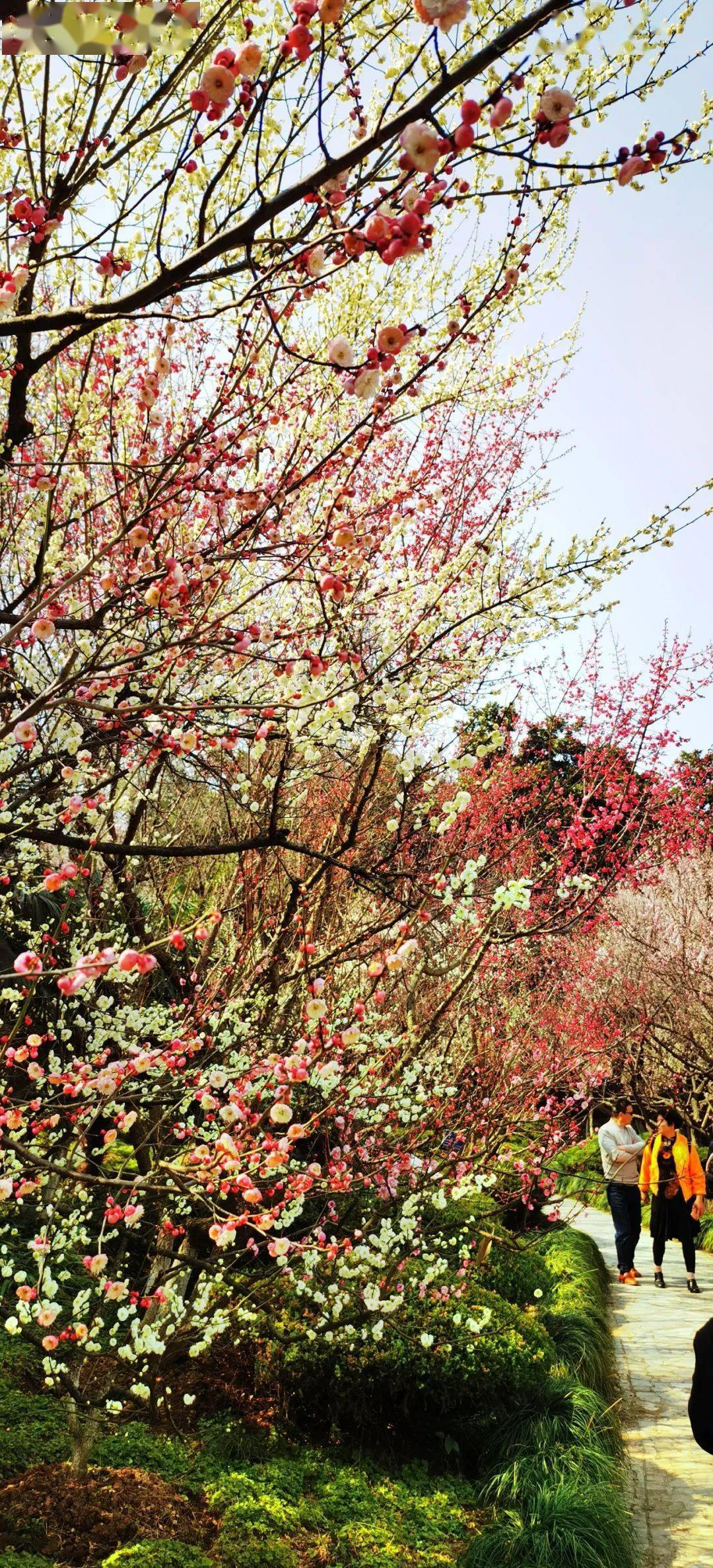合肥植物园梅园占地150余亩,收集种植梅花品种150余种,5000余株,是