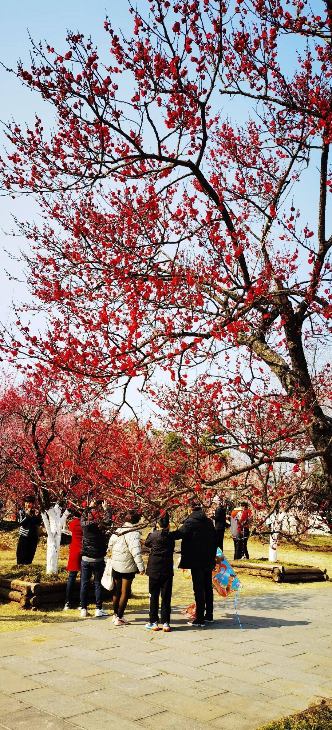 合肥植物园梅园占地150余亩,收集种植梅花品种150余种,5000余株,是