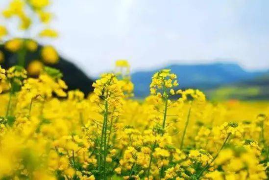 3.6|【约会春天】花都红山村油菜花休闲赏景