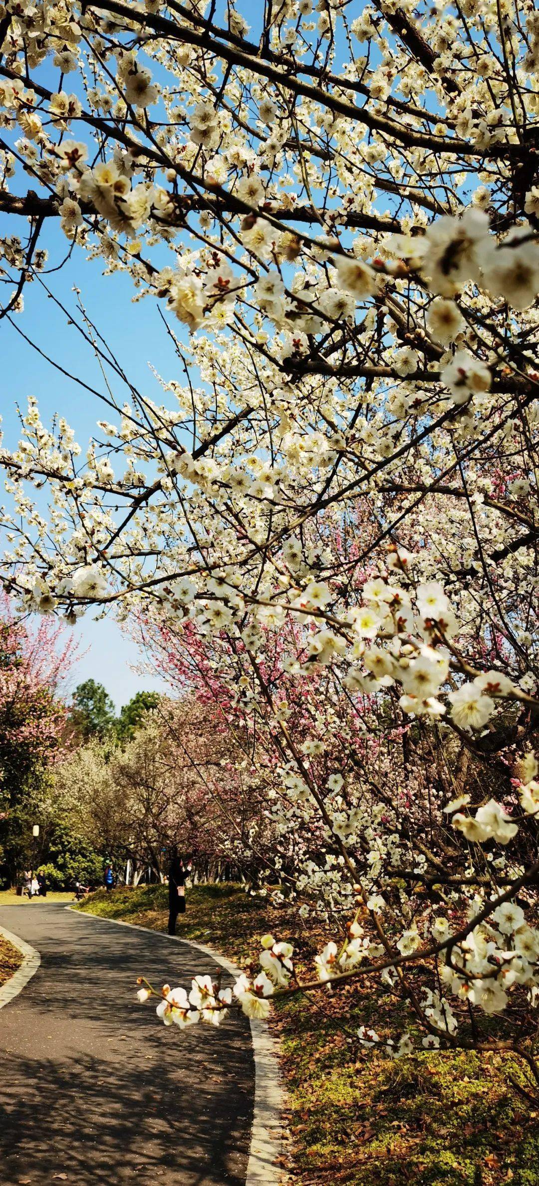 合肥植物园梅园占地150余亩,收集种植梅花品种150余种,5000余株,是