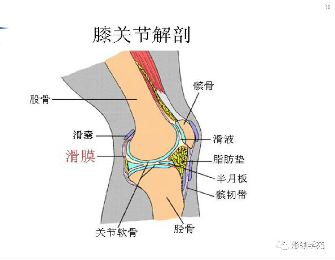 膝关节滑囊的影像解剖