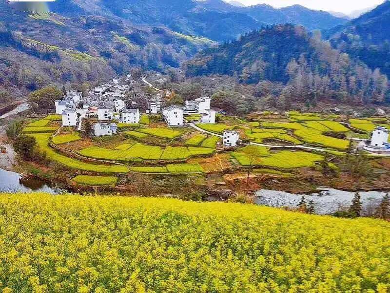 歙县石潭:油菜花花情播报!