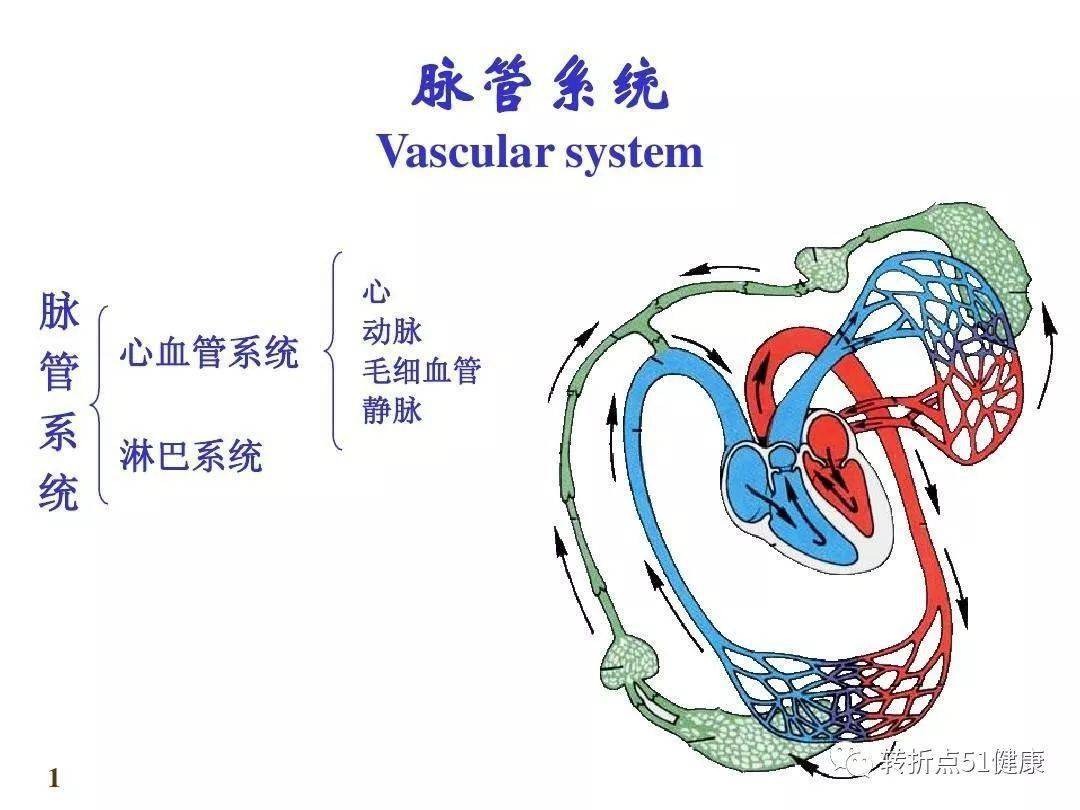 【思维导图】解剖学,这样记忆更高效!