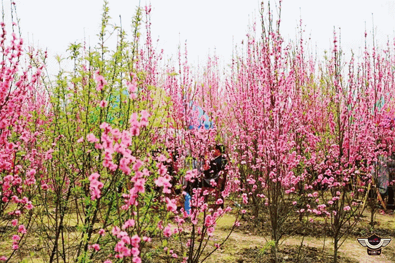 粉色的花朵迎风飞舞站在树下的人儿感受花瓣轻拂的喜悦穿梭在满是桃花