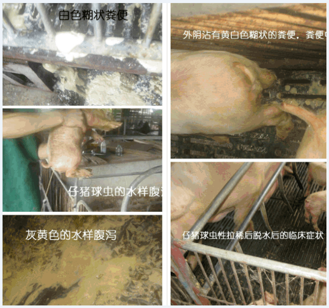 广东某800头母猪场哺乳仔猪球虫病的诊治报告