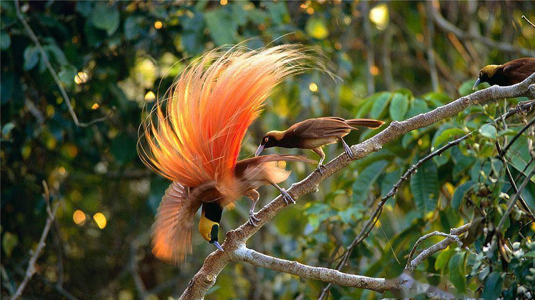 为了吸引雌鸟极乐鸟已经拥有绚丽的羽毛为何还要彩排舞蹈