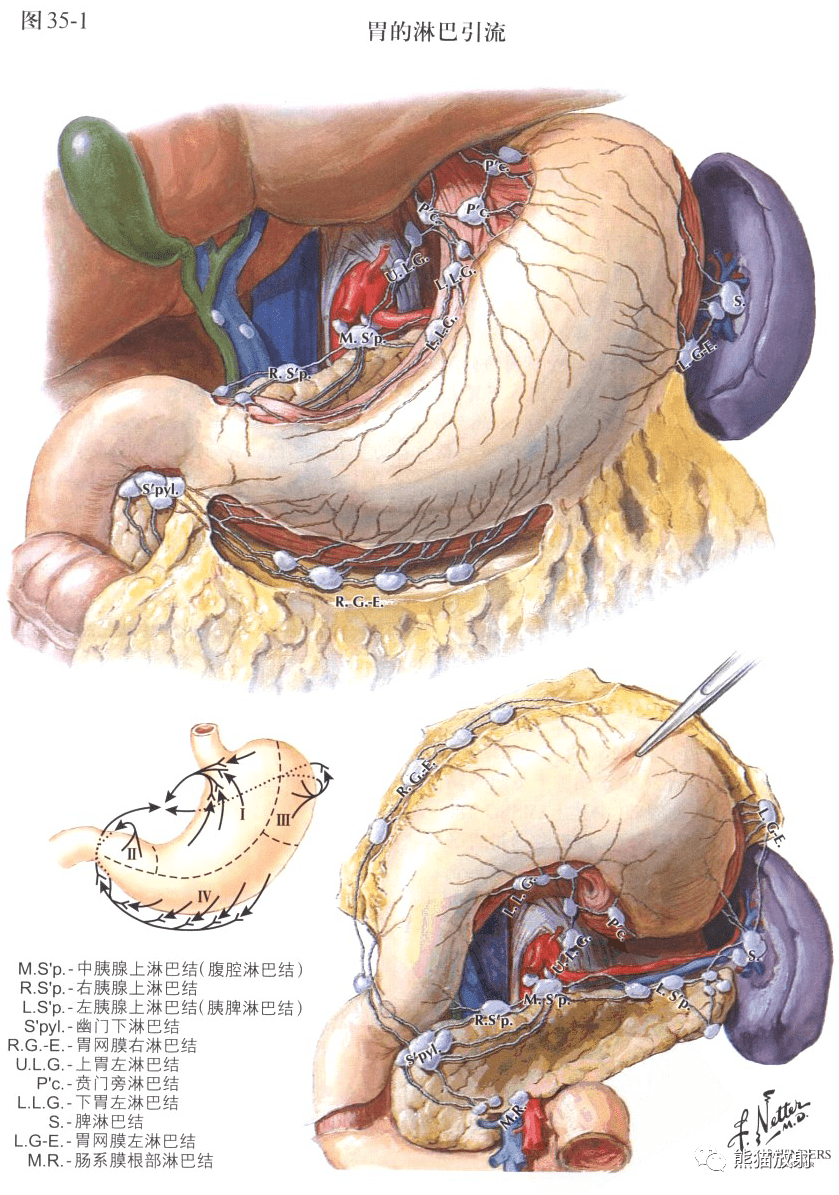 奈特图解丨胃十二指肠胃活动
