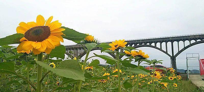 还是看长岗坡下的星空, 图片@标哥 现在长岗坡下的向日葵已经开了