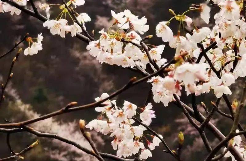 在修水县布甲乡 海拔1000米的太阳山上, 三万亩野生樱桃花进入盛花期
