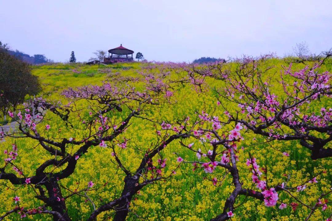 3月14日 徒步穿越长兴城山古道,慕战争遗迹,观城山沟千亩桃花林【桐乡