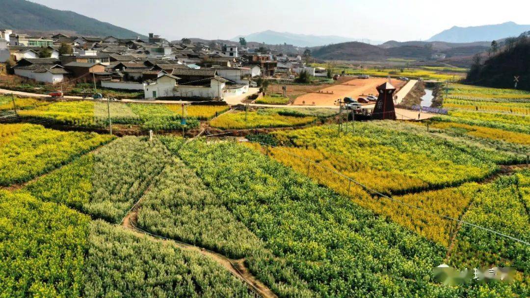 会理张姑娘桥景区300余亩油菜花开了美丽风光等你打卡