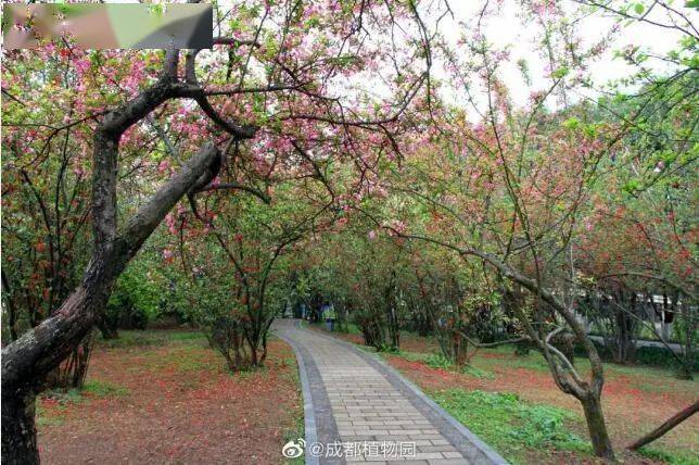 新津梨花溪,算是离成都市区最近且梨花最多的赏花好去处.