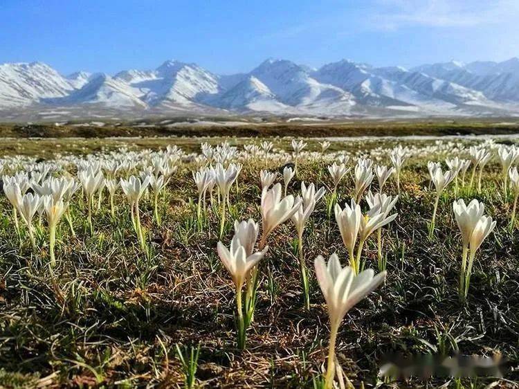 4月到伊犁那拉提草原来看顶冰花