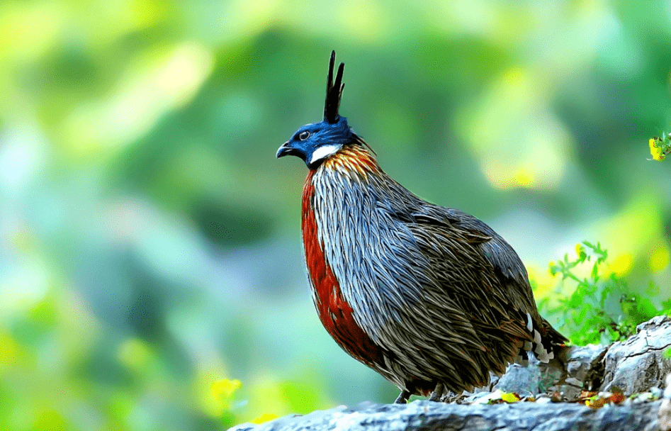 大美秦岭·勺鸡_褐色