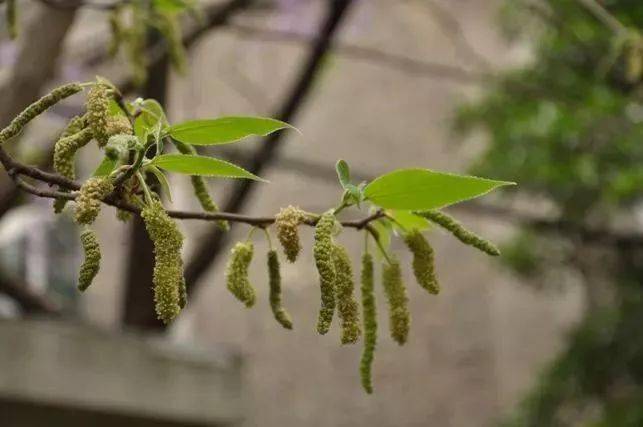 这就是构树穗的样子, 看起来像个毛毛虫,青绿青绿的,构树树枝娇小,也