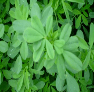 53种田间杂草,其实全是宝!这些美味野菜,你吃过多少?