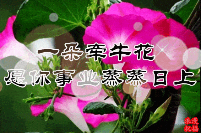 三八妇女节,问候_祝福