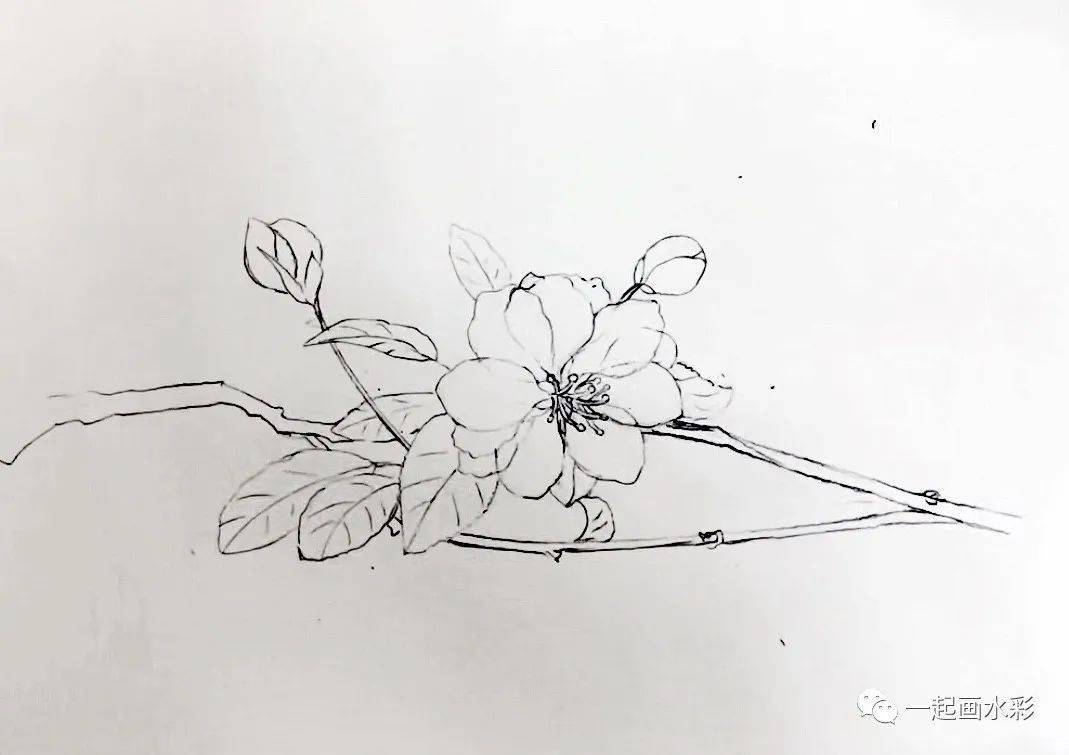这周我们一起画一朵海棠花吧!