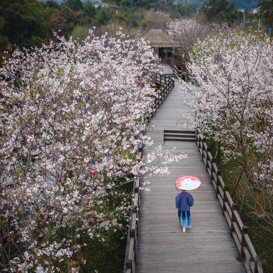 樱花栈道总长有 250米左右 种植面积达 7500多平方米.