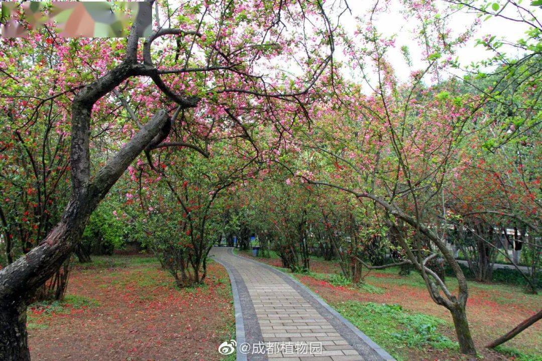 图片来源:@成都植物园 顺便一提,成都植物园里海棠园的海棠也开得正好