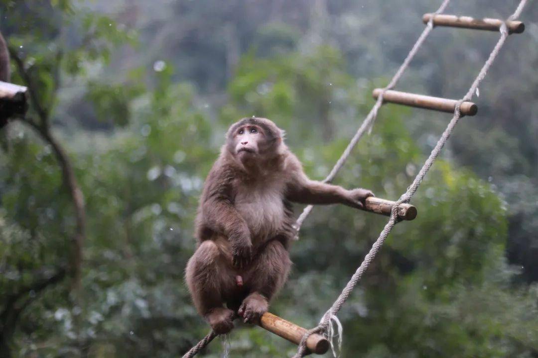 峨眉山灵猴添丁增口这样的萌猴你爱了吗