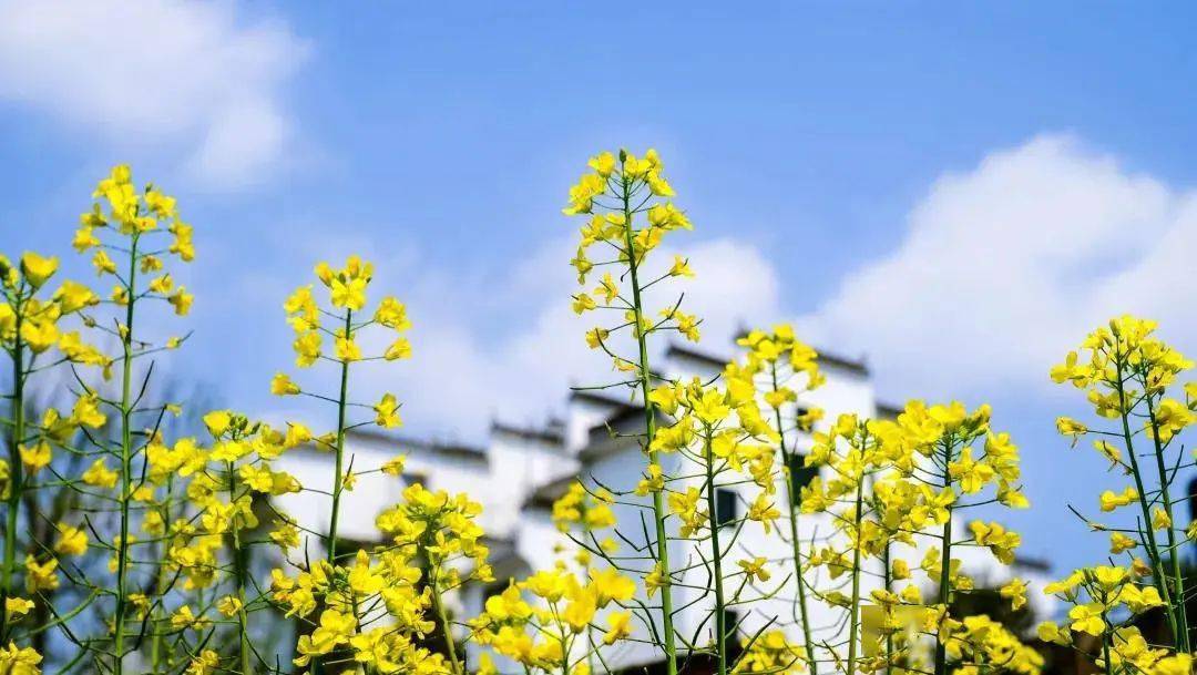不负春天好时光!成都周边去赏油菜花