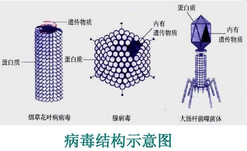 初中生物▏新冠肺炎相关考点,热词汇总整理_病毒