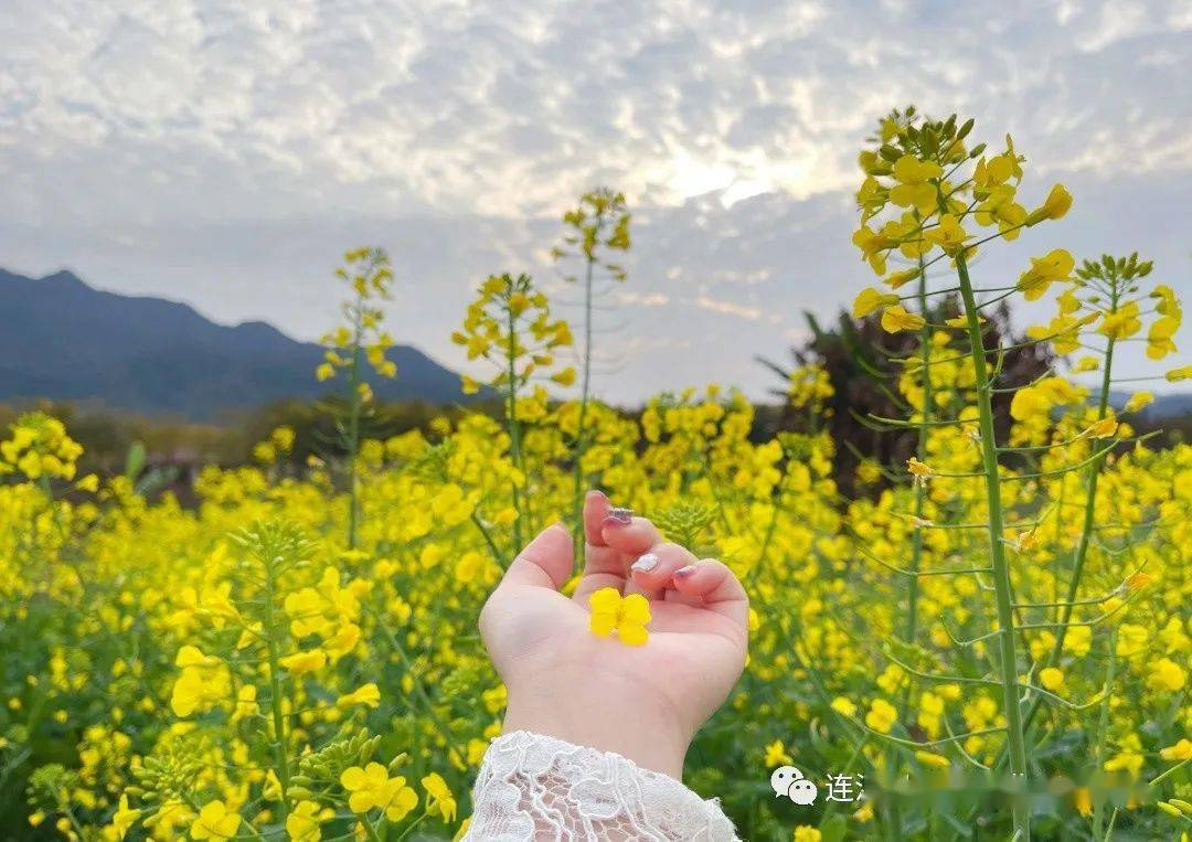 涨姿势连江多地油菜花拍摄攻略大全