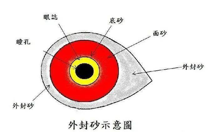 那些你不了解的学问,赛鸽的头部可以看出这些_鸽子