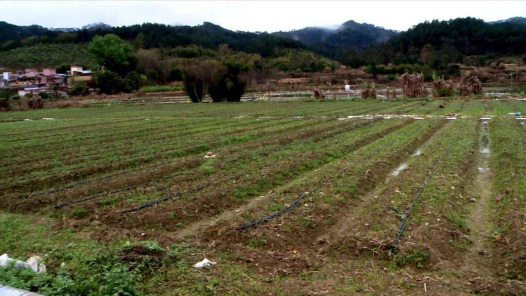 螺岗镇撂荒弃耕整治和土地流转工作成效初现