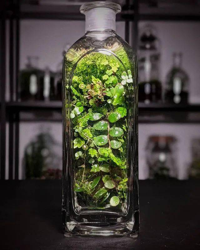 苔藓微景观作品欣赏