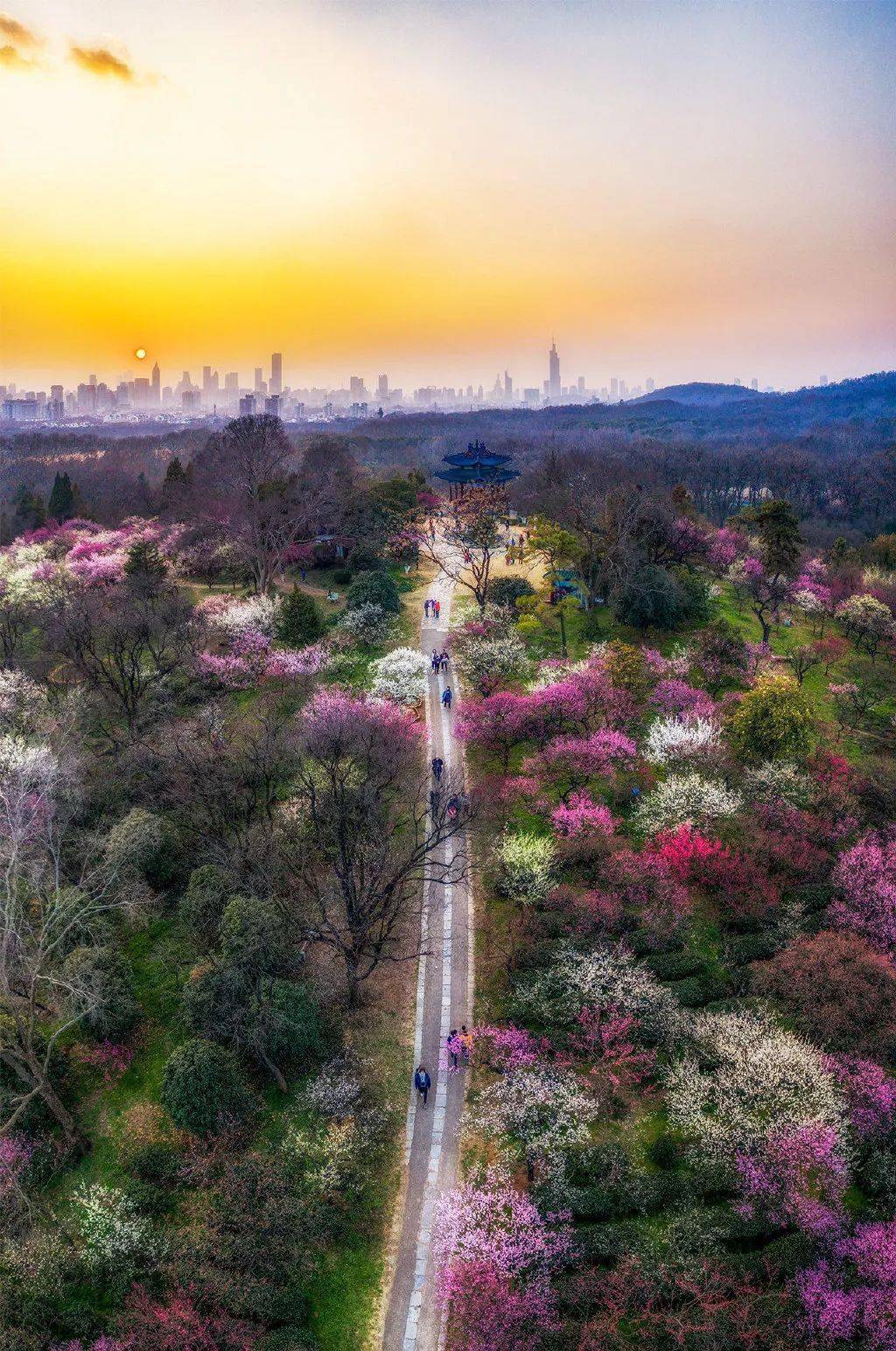 南京春季赏花攻略出炉,速来打卡围观!