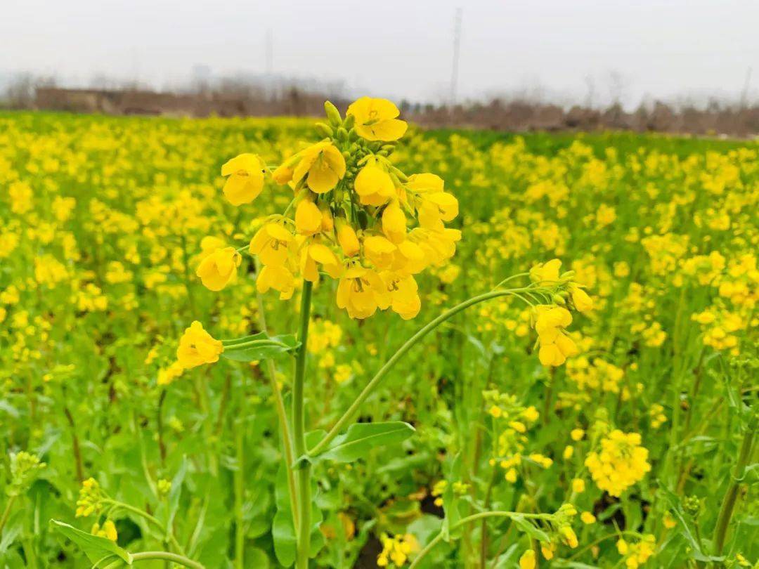 遍地金黄!阜南这里近万亩油菜花开了!