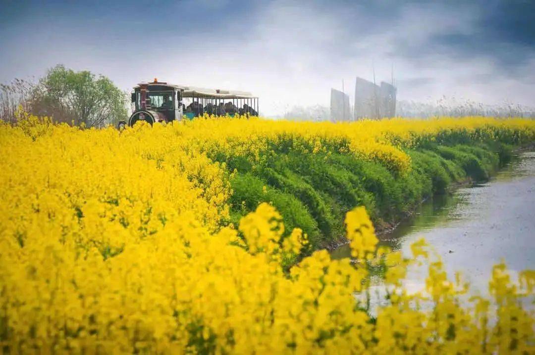 高邮湖上花海,3月13日,盛大开园!