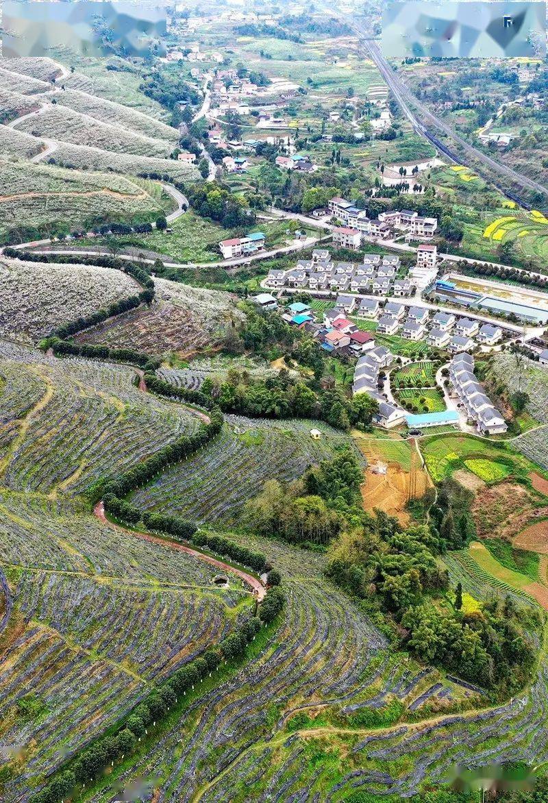 3月7日,华蓥市禄市镇月亮坡满山遍野绽放的如雪的梨花(无人机照片.